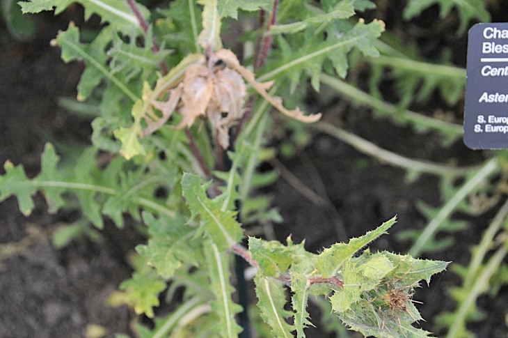 2016-7-25canadaherb 3930_01.JPG