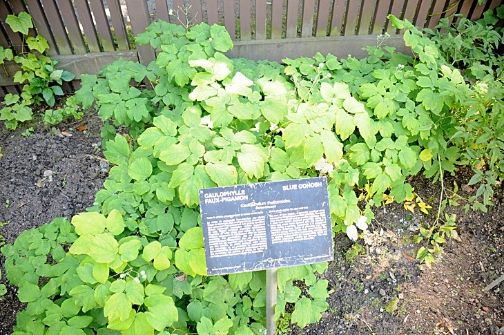 2016-7-25canadaherb 4067_01.JPG