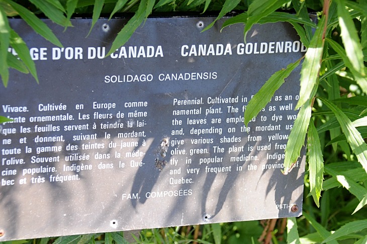 2016-7-25canadaherb 3551_01.JPG