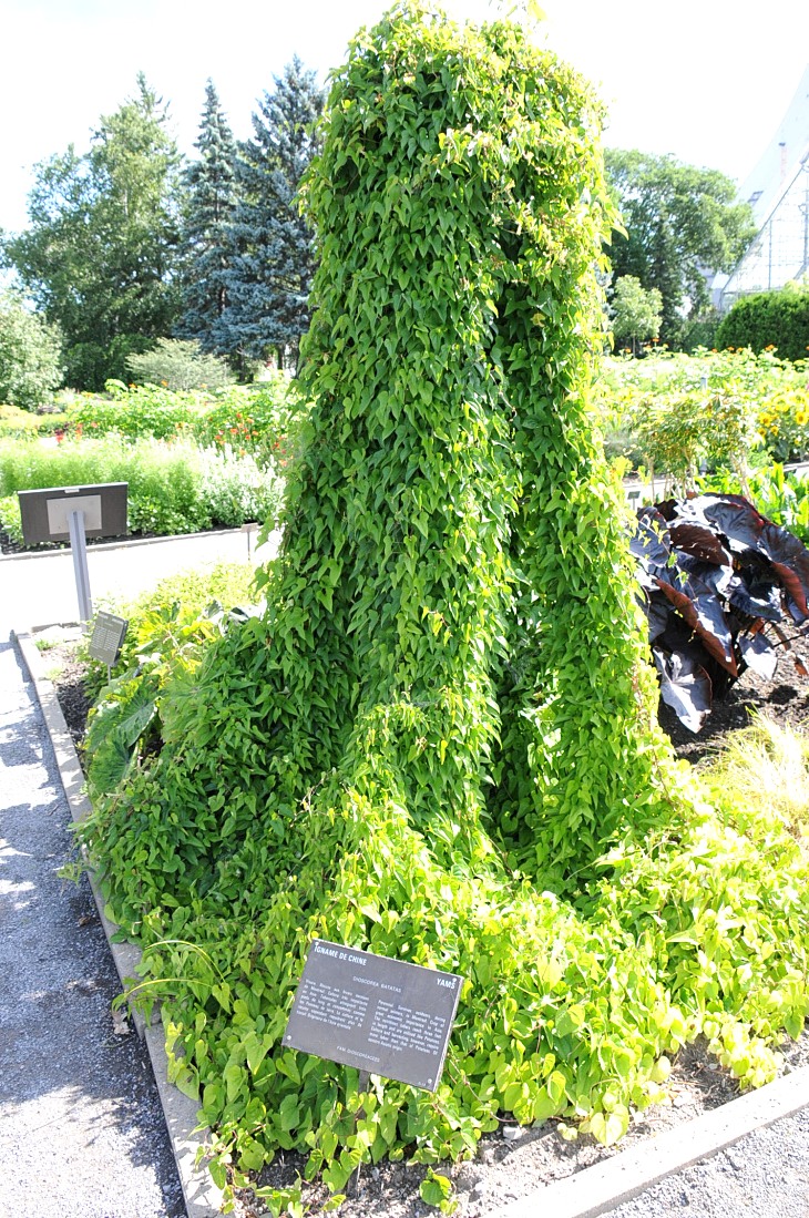 2016-7-25canadaherb 2967_01.JPG