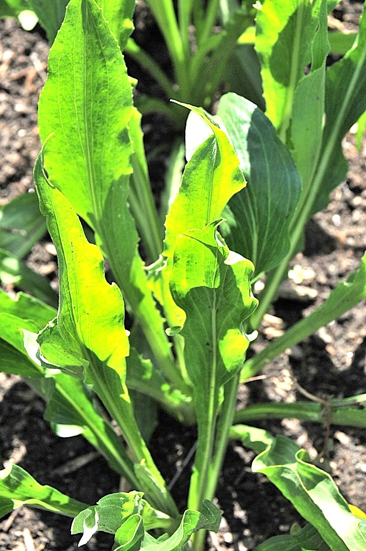 2016-7-25canadaherb 3214_01.JPG