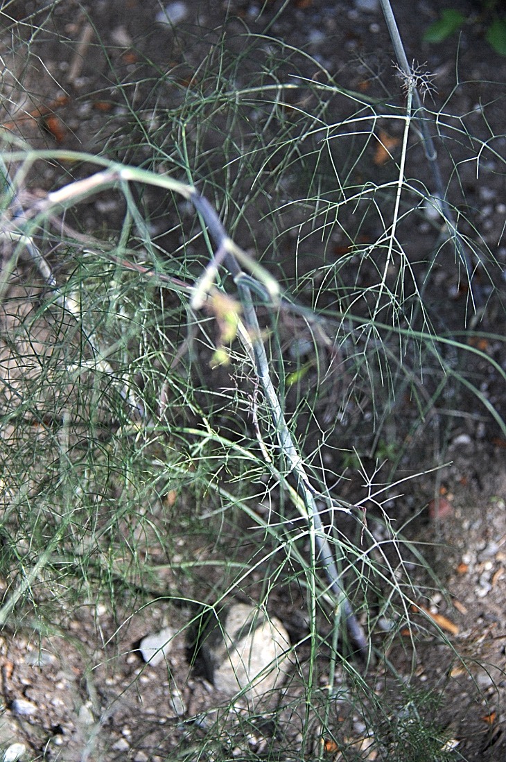2016-7-25canadaherb 3149_01.JPG