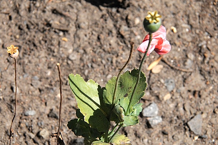2016-7-25canadaherb 3789_01.JPG