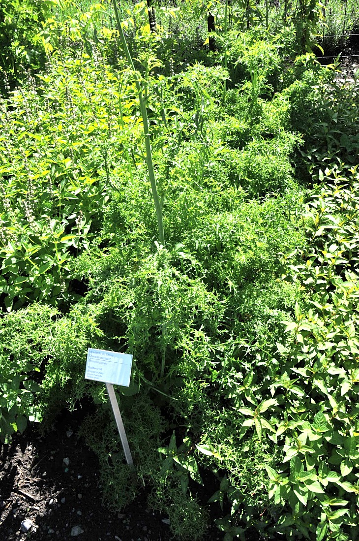 2016-7-25canadaherb 3329_01.JPG