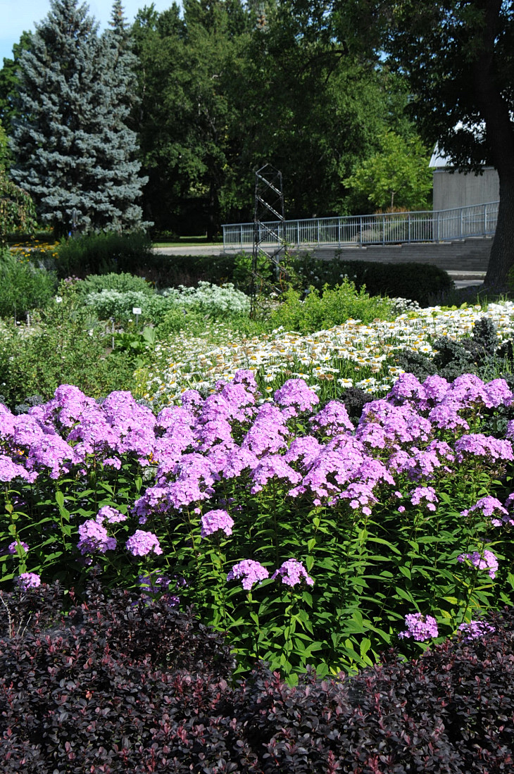 2016-7-25canadaherb 2890_01.JPG