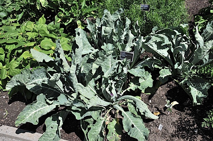 2016-7-25canadaherb 3714_01.JPG