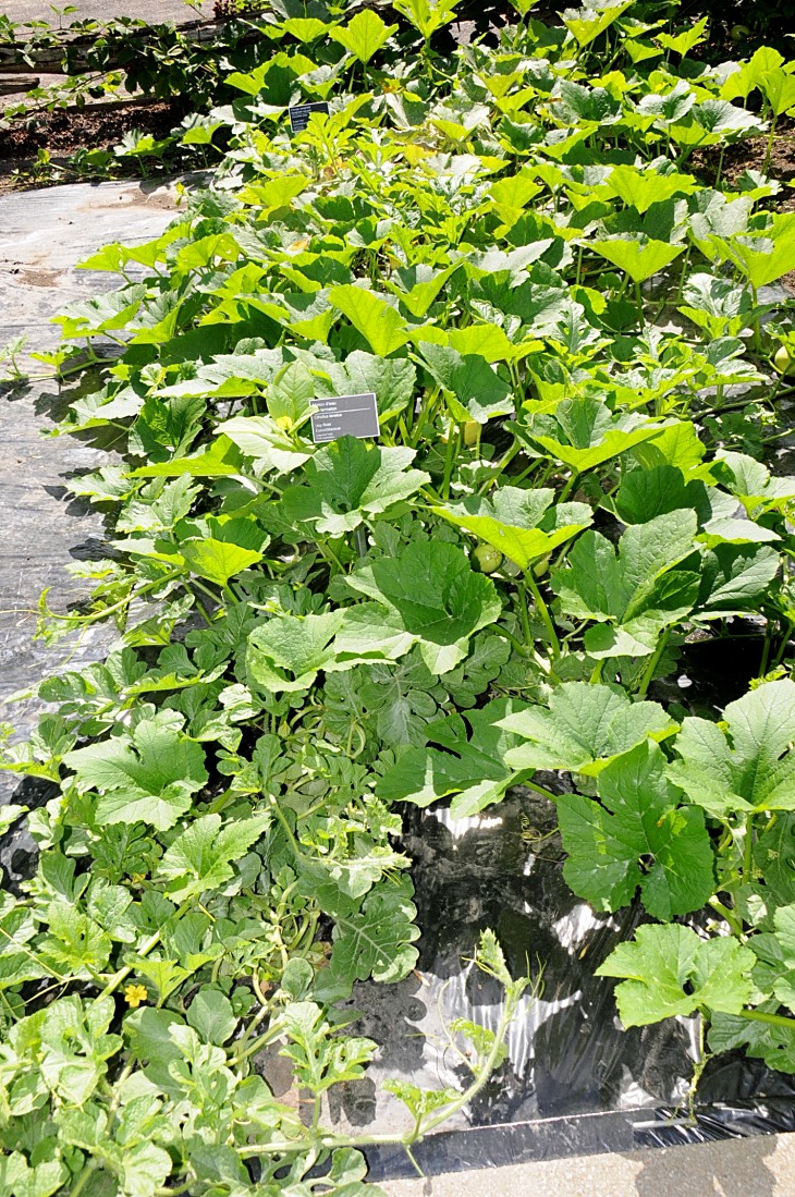 2016-7-25canadaherb 3186_01.JPG