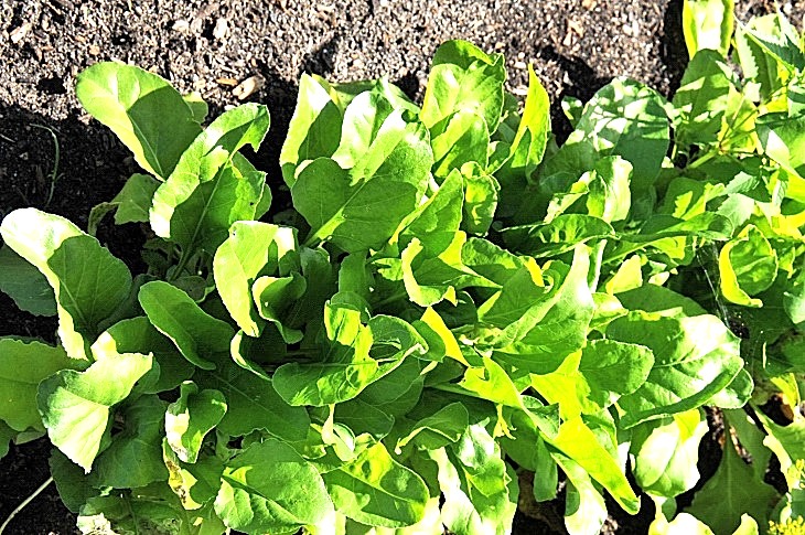 2016-7-25canadaherb 3218_01.JPG