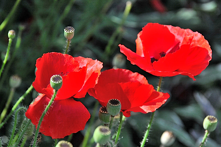 2016-7-25canadaherb 2920_01.JPG