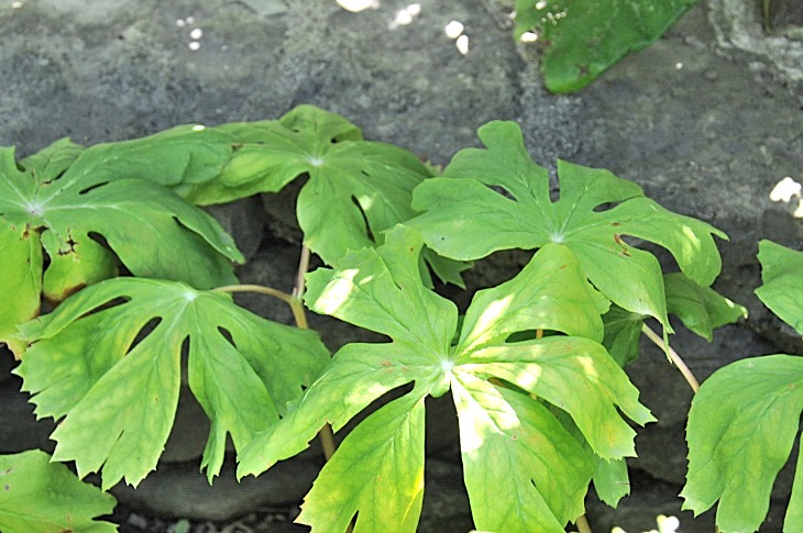 2016-7-25canadaherb 3813_01.JPG