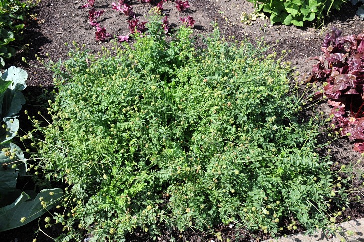 2016-7-25canadaherb 2938_01.JPG