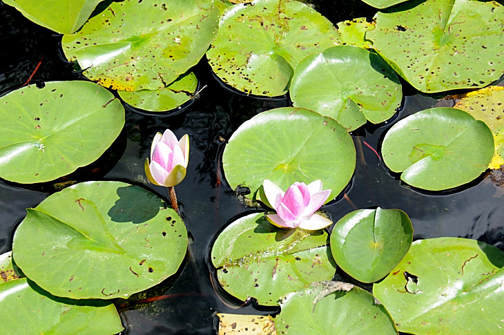 2016-7-25canadaherb 4232_01.JPG