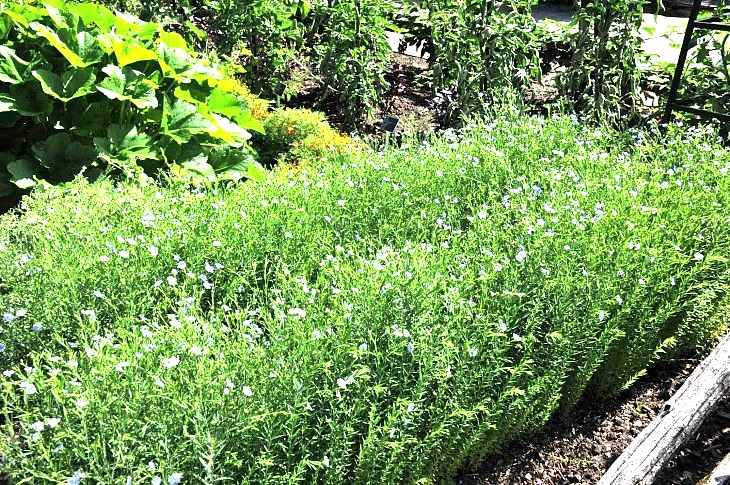2016-7-25canadaherb 3204_01.JPG