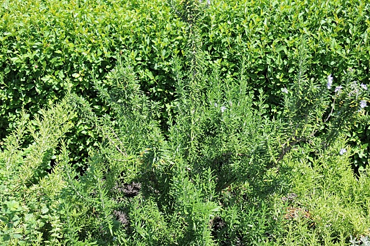 2016-7-25canadaherb 3656_01.JPG