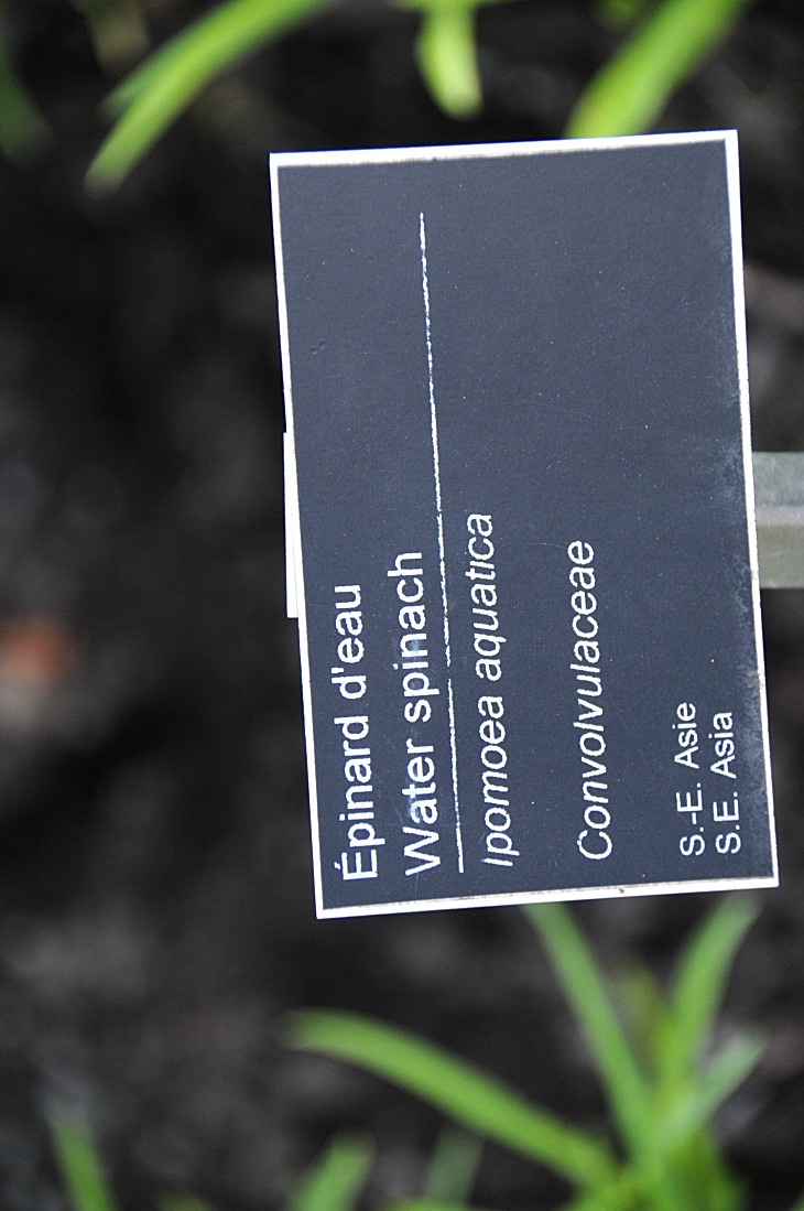 2016-7-25canadaherb 3454_01.JPG