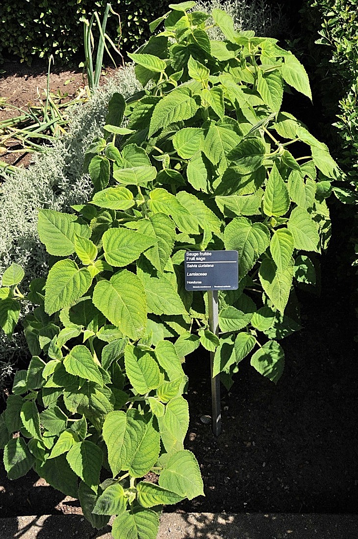 2016-7-25canadaherb 3169_01.JPG