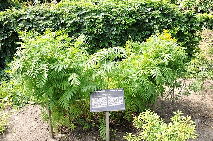 2016-7-25canadaherb 3771_01.JPG