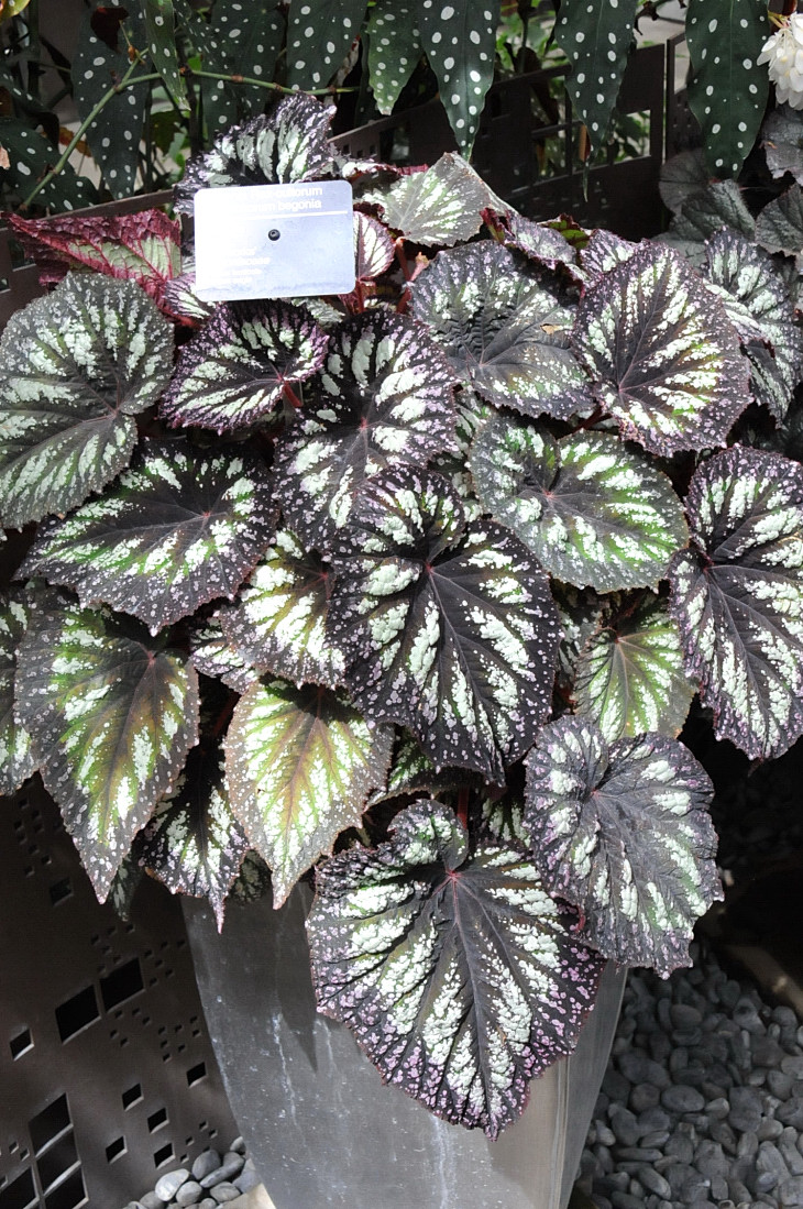 2016-7-25canadaherb 4308_01.JPG