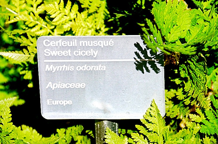 2016-7-25canadaherb 3977_01.JPG