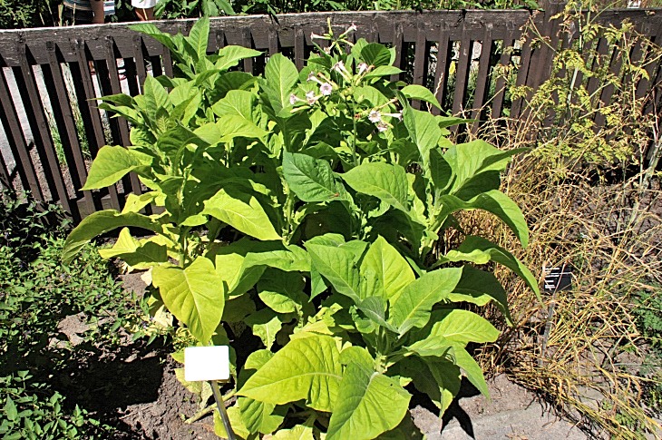 2016-7-25canadaherb 4083_01.JPG