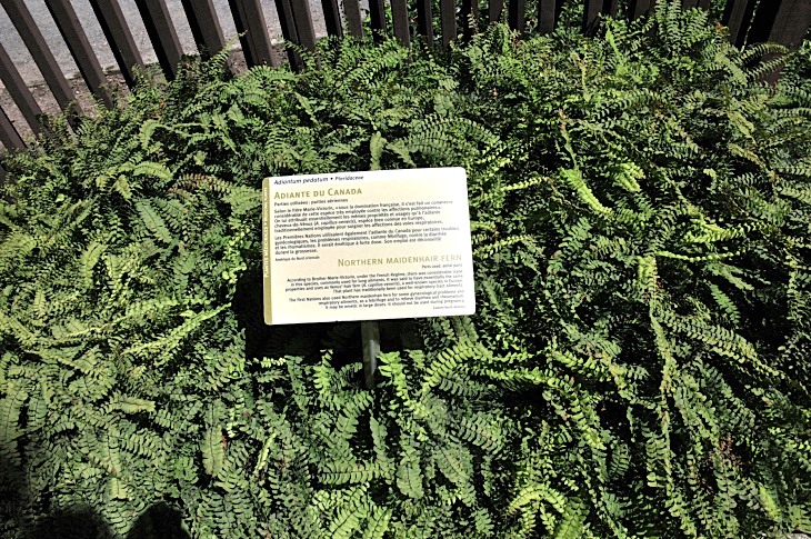 2016-7-25canadaherb 3884_01.JPG