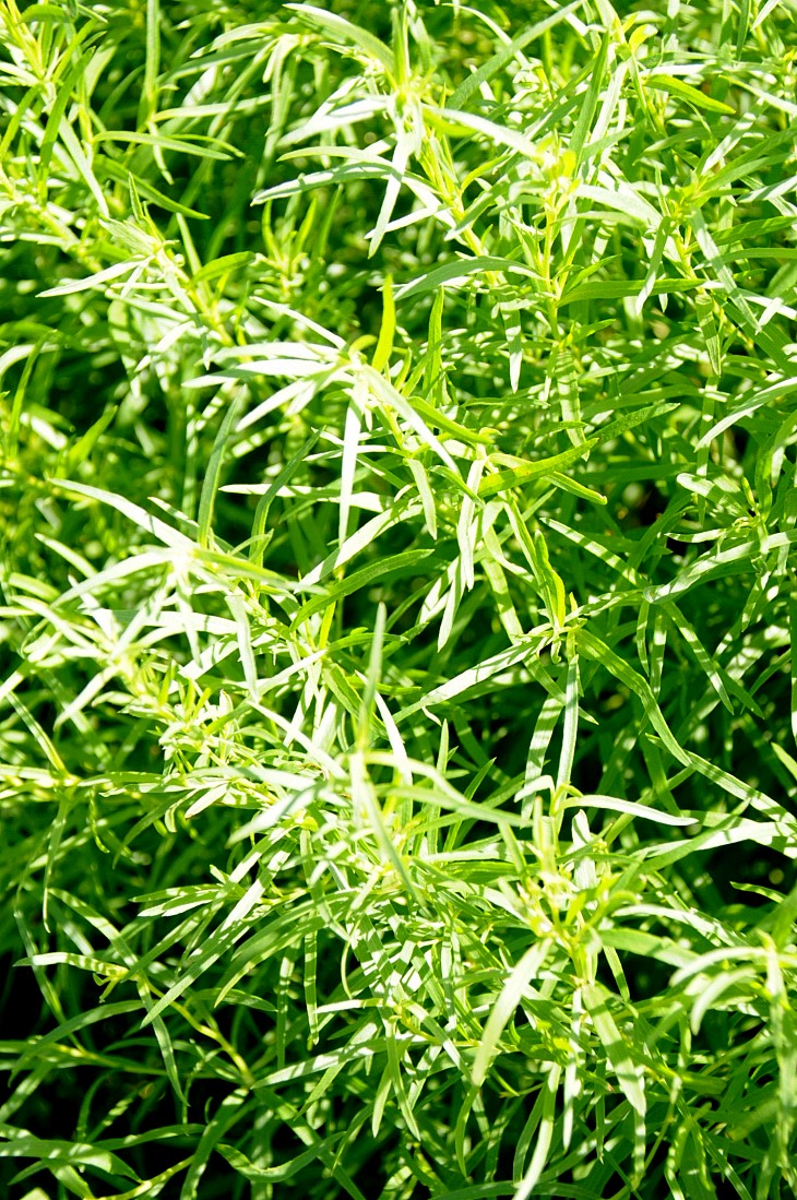 2016-7-25canadaherb 3117_01.JPG