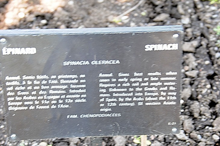 2016-7-25canadaherb 3422_01.JPG
