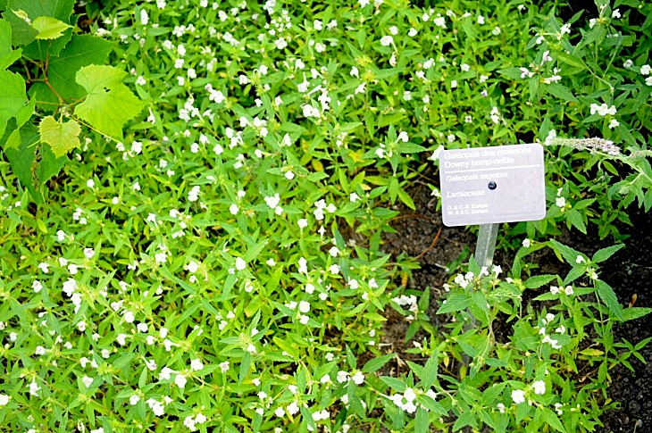 2016-7-25canadaherb 3947_01.JPG