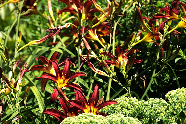 2016-7-25canadaherb 4135_01.JPG
