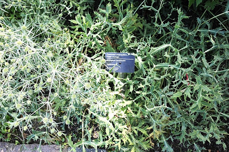 2016-7-25canadaherb 3938_01.JPG