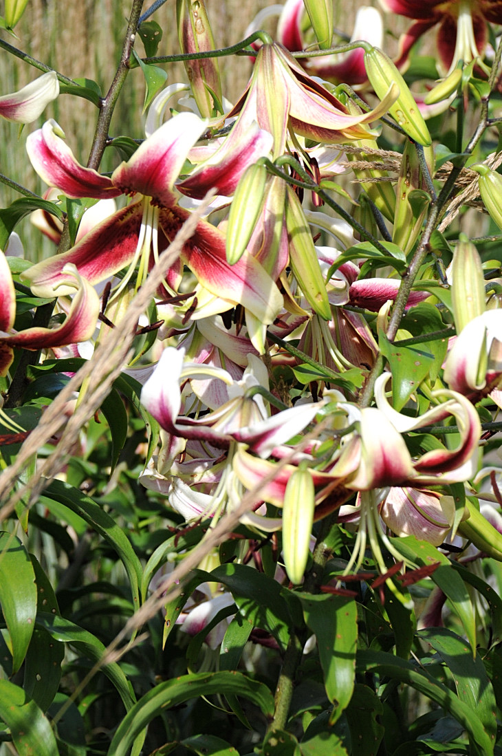2016-7-25canadaherb 2908_01.JPG