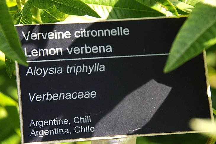 2016-7-25canadaherb 3084_01.JPG