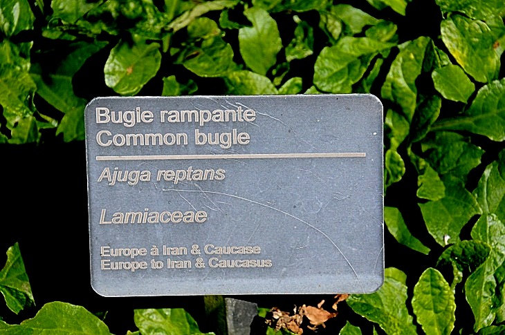 2016-7-25canadaherb 4025_01.JPG
