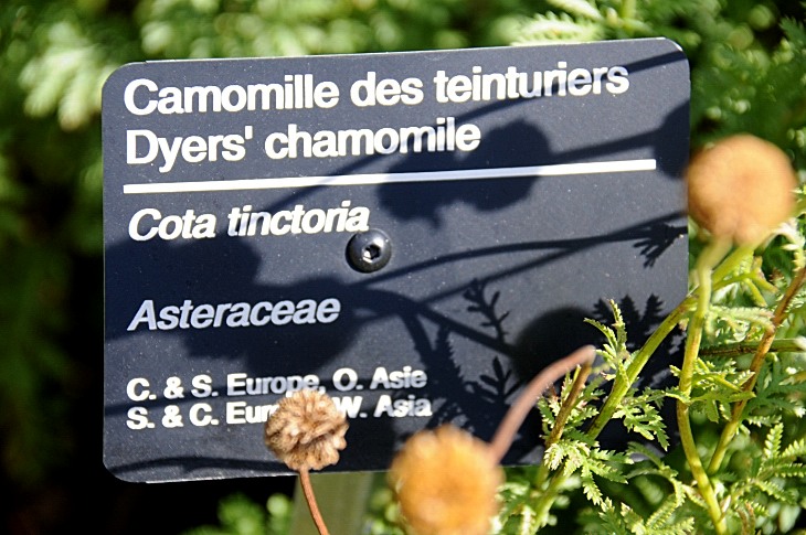2016-7-25canadaherb 3541_01.JPG