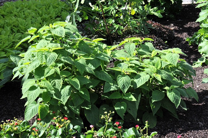 2016-7-25canadaherb 2940_01.JPG