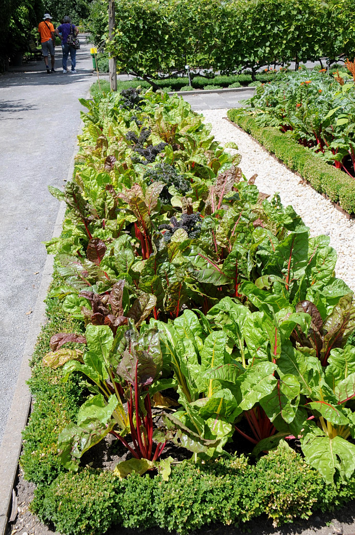 2016-7-25canadaherb 4121_01.JPG
