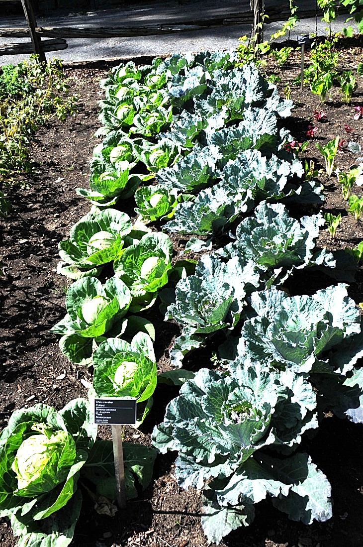 2016-7-25canadaherb 3235_01.JPG