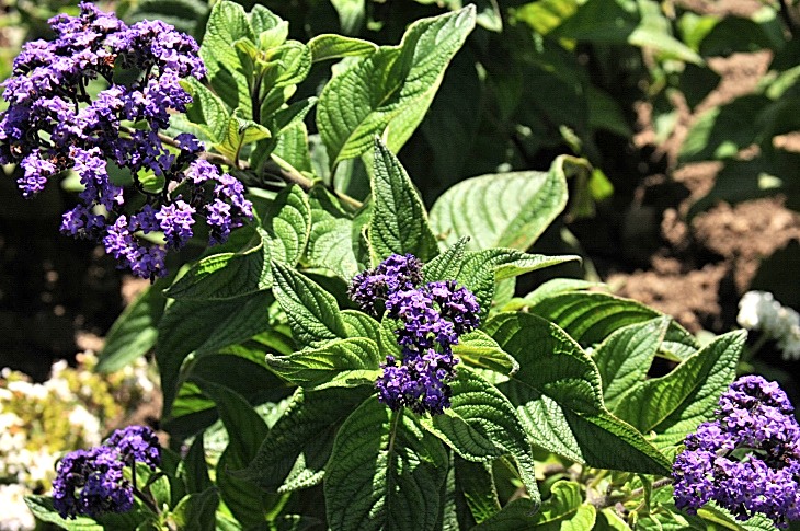 2016-7-25canadaherb 3389_01.JPG