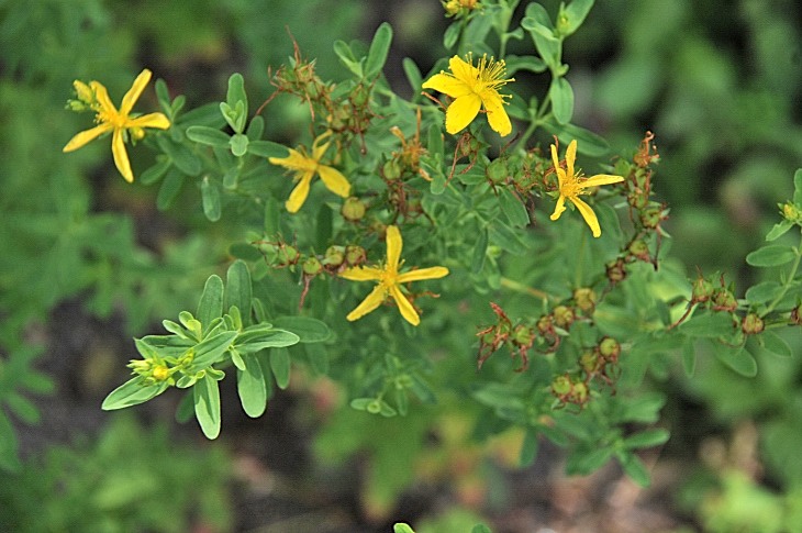 2016-7-25canadaherb 3954_01.JPG