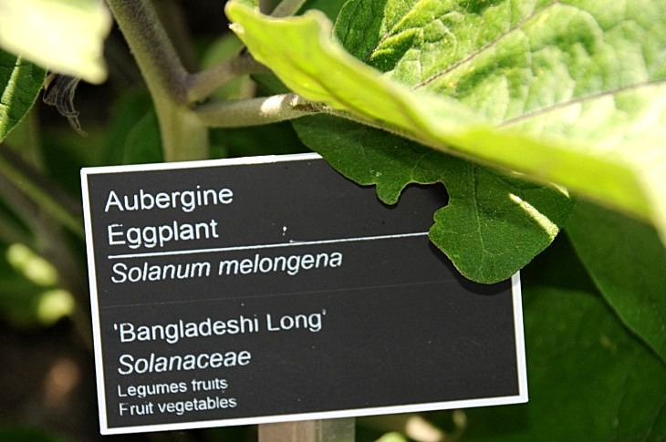 2016-7-25canadaherb 3189_01.JPG