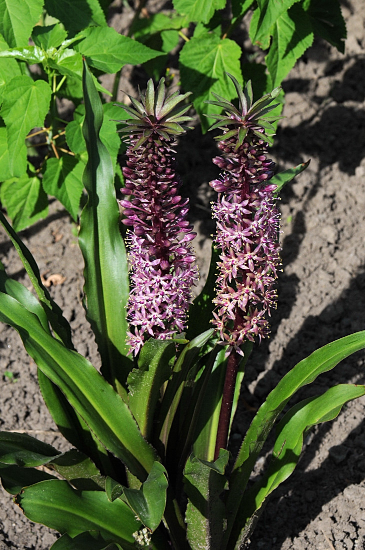 2016-7-25canadaherb 2909_01.JPG