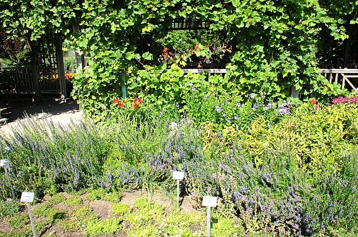 2016-7-25canadaherb 3201_01.JPG