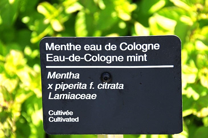 2016-7-25canadaherb 3375_01.JPG