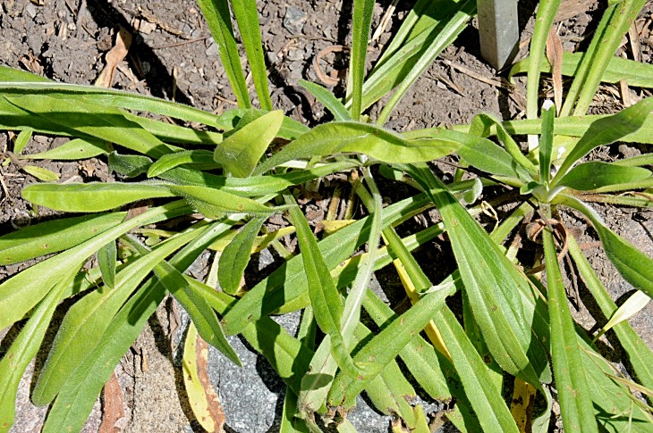 2016-7-25canadaherb 3966_01.JPG