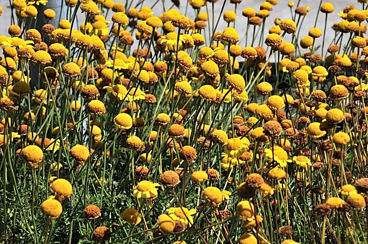 2016-7-25canadaherb 3544_01.JPG