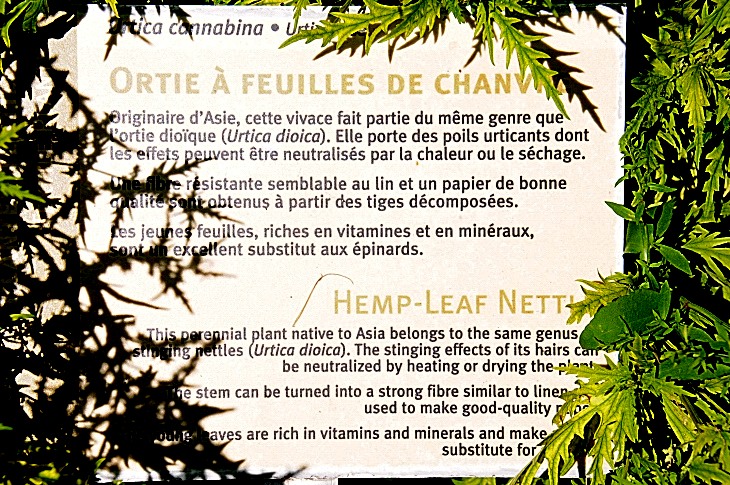 2016-7-25canadaherb 3617_01.JPG