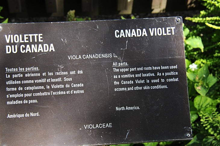 2016-7-25canadaherb 3880_01.JPG