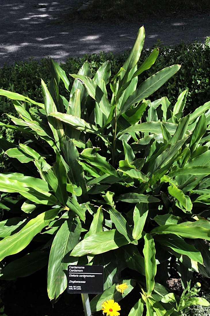 2016-7-25canadaherb 3094_01.JPG