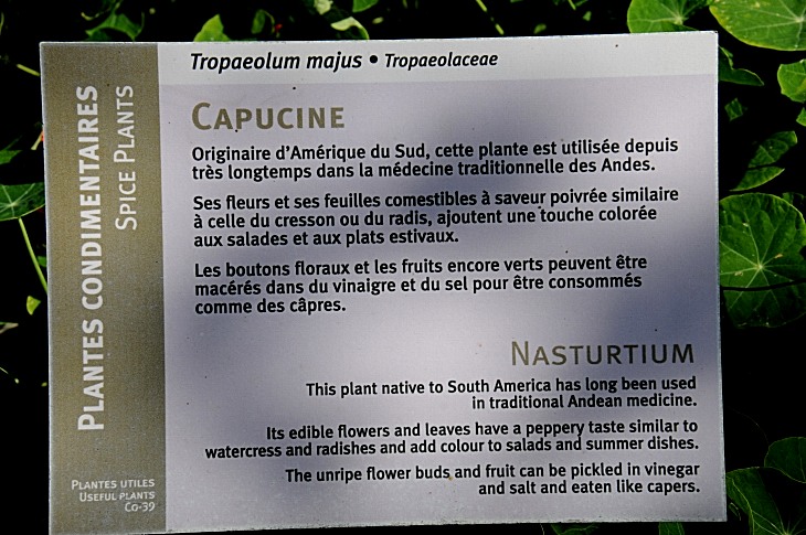 2016-7-25canadaherb 3103_01.JPG