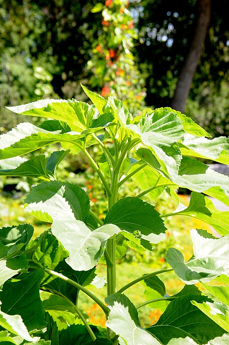 2016-7-25canadaherb 3277_01.JPG